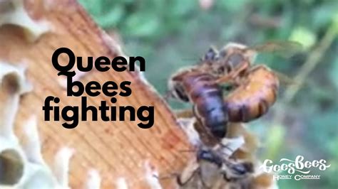 Queen Bee: En bisarr batalj för bi-överhöghet!